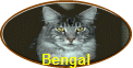 Bengal