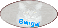Bengal