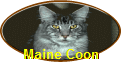 Maine Coon