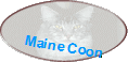 Maine Coon