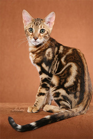 Print-P9011076V BG Veyron sitting to L